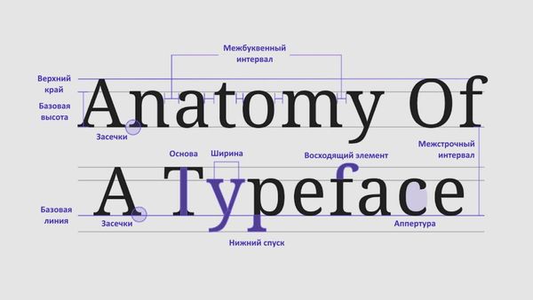 Анатомия типографики